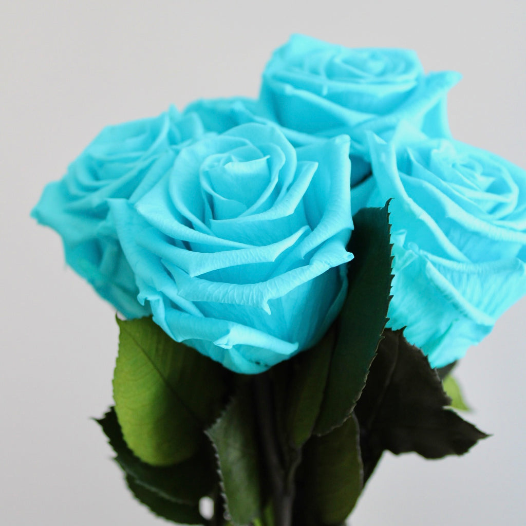 Cyan blue preserved eternity rose with vibrant, lasting color and elegant petals.